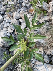 Angelica roseana
