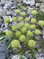 Angelica roseana