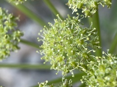 Angelica roseana