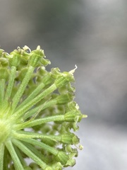 Angelica roseana