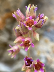 Telesonix heucheriformis