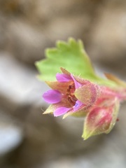 Telesonix heucheriformis