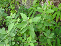 Pluchea carolinensis