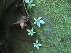 Solanum appendiculatum