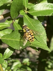 Myathropa florea