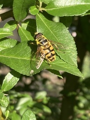 Myathropa florea