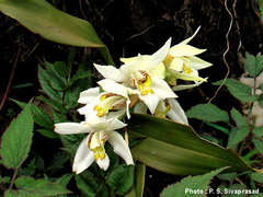 Coelogyne nitida
