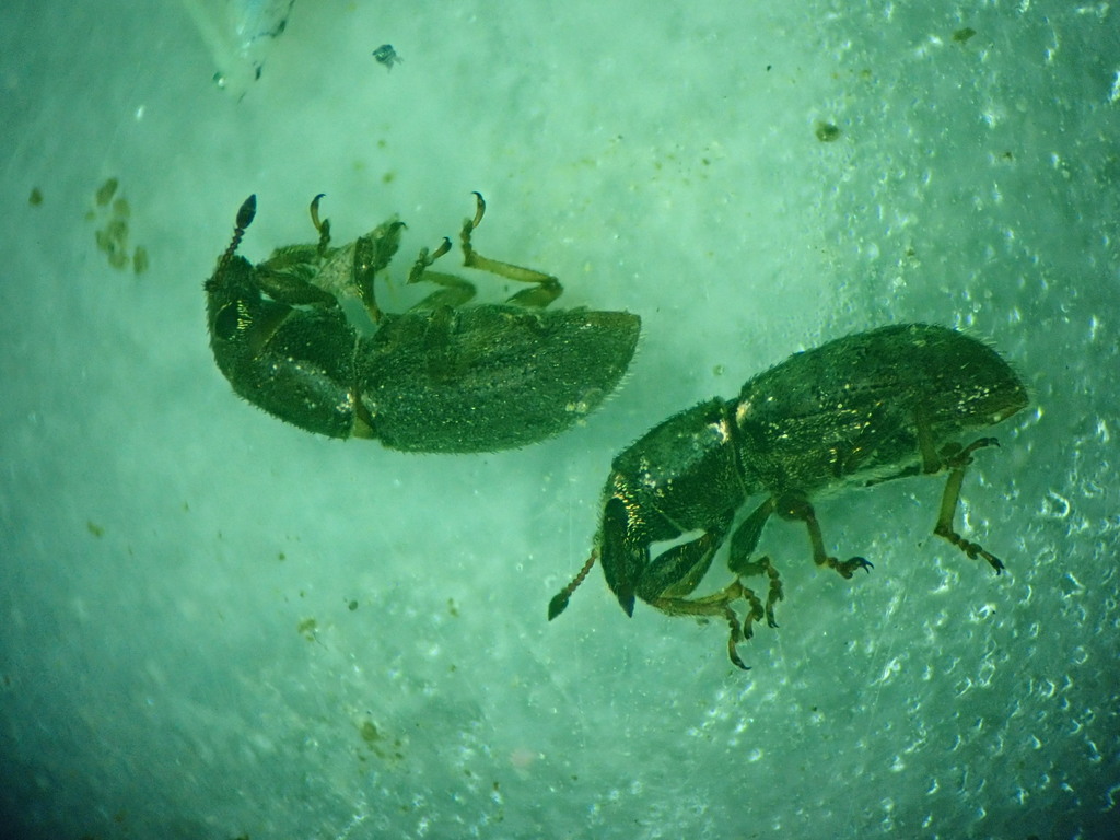 Nicaeana cervina