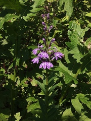Lobelia sessilifolia