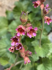 Telesonix heucheriformis