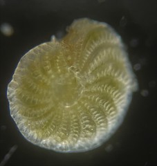 Elphidium fax