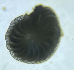 Elphidium fax