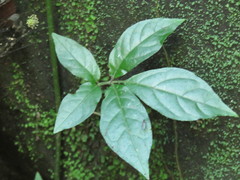 Solanum appendiculatum