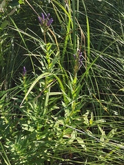 Lobelia sessilifolia