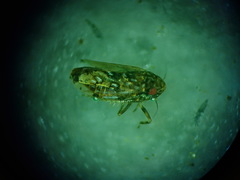 Xestocephalus ovalis