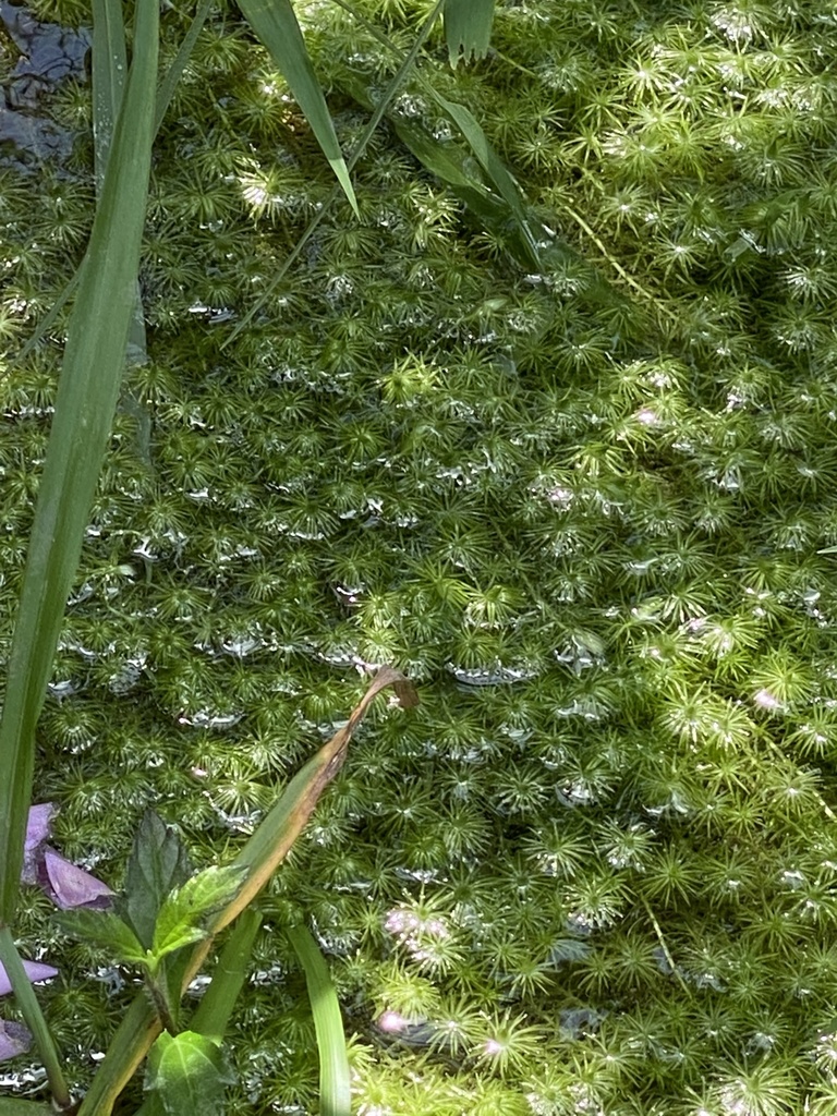 Stream Bogmoss