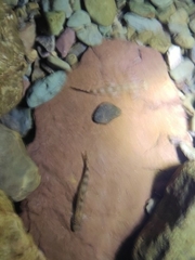 Vanmanenia intermedia