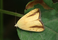 Xanthodes intersepta