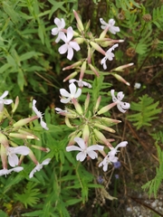 Saponaria officinalis