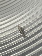 Coleotechnites florae