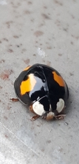 Harmonia axyridis