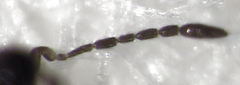 Anaphes