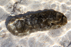 Stichopus