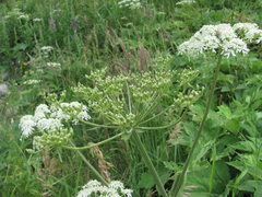 Heracleum freynianum