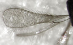 Anaphes
