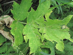 Heracleum freynianum