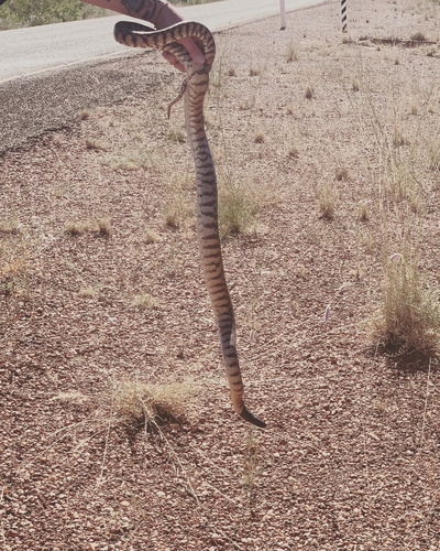 Black-headed Python sighting