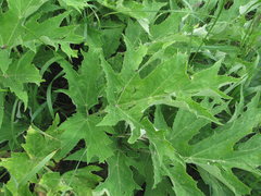 Heracleum freynianum
