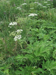 Heracleum freynianum