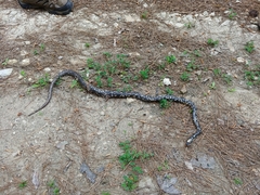 Coluber constrictor anthicus