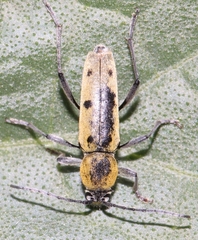 Chlorophorus glabromaculatus