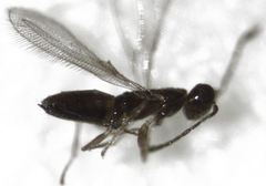 Anaphes
