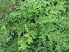 Heracleum freynianum