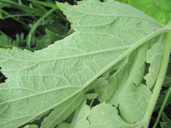 Heracleum freynianum