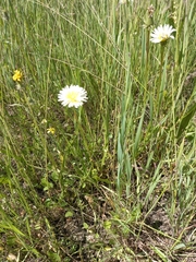 Taraxacum leucanthum