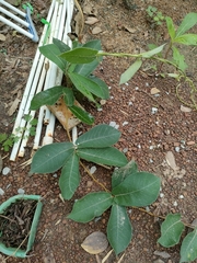 Streptocaulon juventas