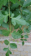 Koelreuteria paniculata