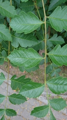 Koelreuteria paniculata