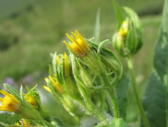 Senecio propinquus
