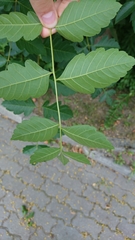 Koelreuteria paniculata