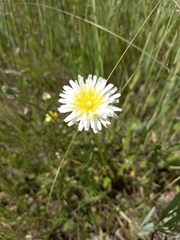Taraxacum leucanthum