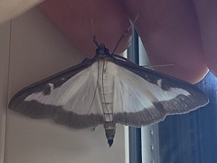 Cydalima perspectalis
