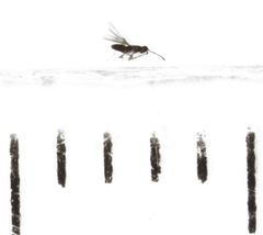 Anaphes