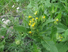 Senecio propinquus