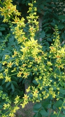 Koelreuteria paniculata