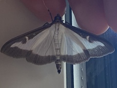 Cydalima perspectalis